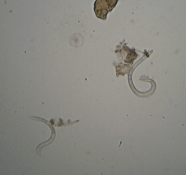 Lignicolo da determinare (Bjerkandera fumosa)